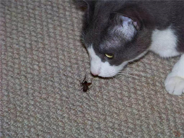 猫能吃虫子吗? 猫能吃虫子吗?