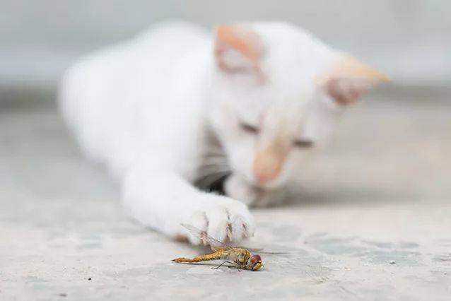 猫能吃虫子吗? 猫能吃虫子吗?