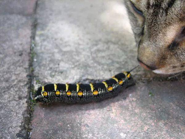 猫能吃虫子吗? 猫能吃虫子吗?