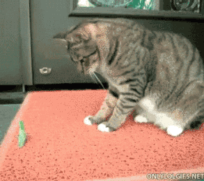 猫能吃虫子吗? 猫能吃虫子吗?