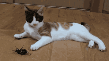 猫能吃虫子吗? 猫能吃虫子吗?