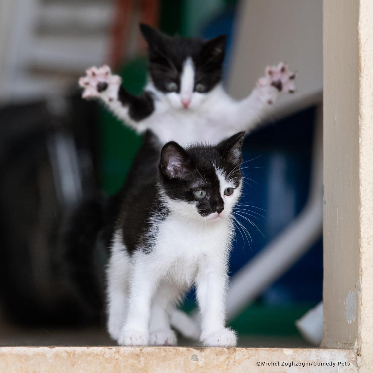 1_overall-winner-cat-category-winner-michel-zoghzoghi_a-life酱ging-event (2).jpg