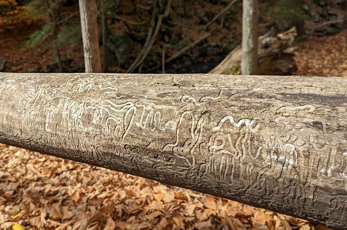 interesting-weird-forest-finds-14-63ac2ce5a067f__700.jpg