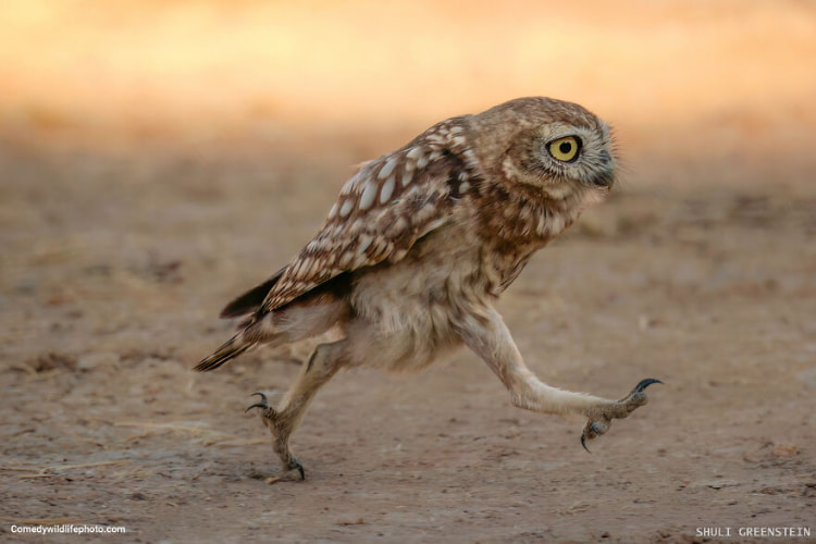 25-Shuli-Greenstein_Rushing-Little-owl-fledgeling_00002192-copy-6350e9b527de1__880.jpg