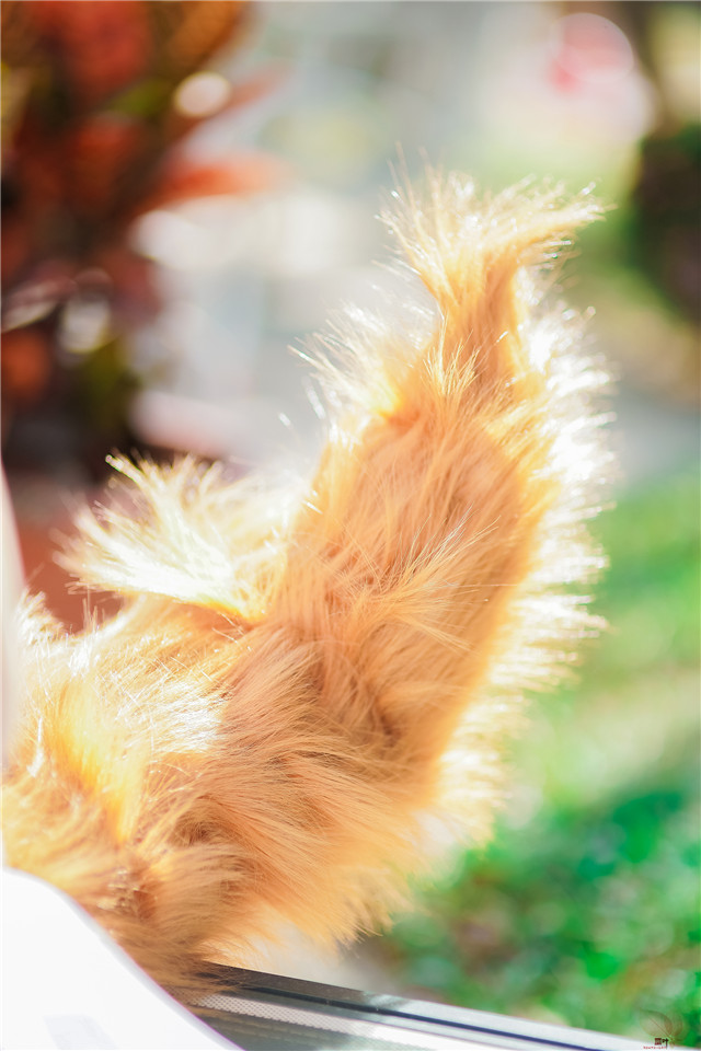 玉藻前COS泳装写真Swimsuit