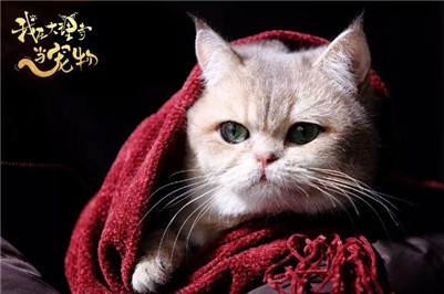 网剧进入类型细分时代，“撸猫”甜宠剧开辟穿越题材新大陆